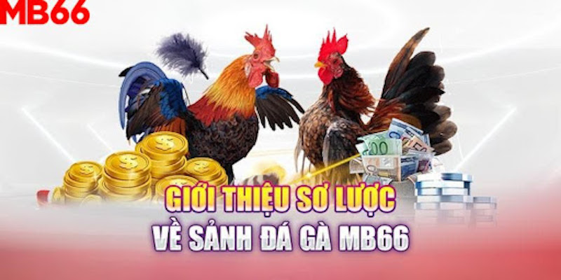 MB66 - Sân chơi trực tuyến uy tín và chuyên nghiệp nhất 10 Đá gà trực tuyến
